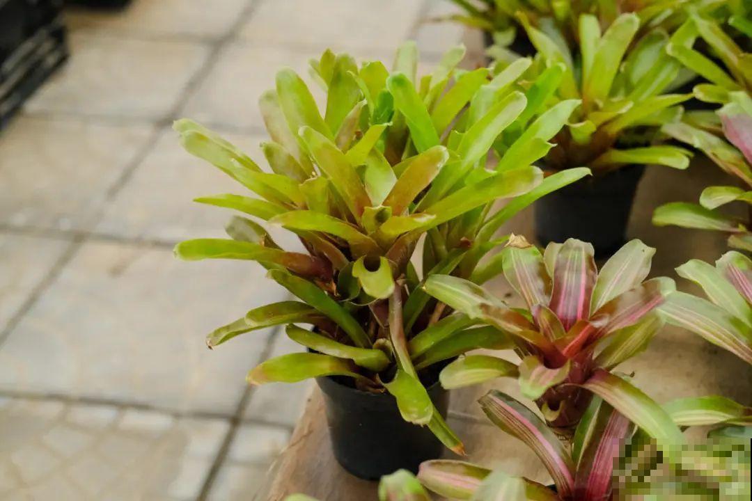 逛花市必买的花，十月入手刚刚好，不买亏大了！