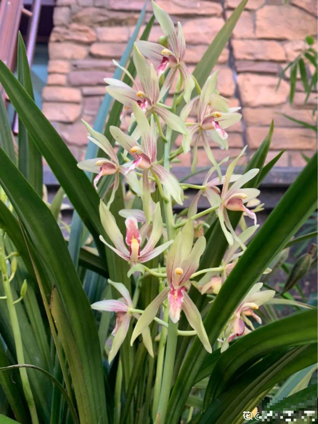 秋天特难养的花，养不活难受，还惹一肚子气！