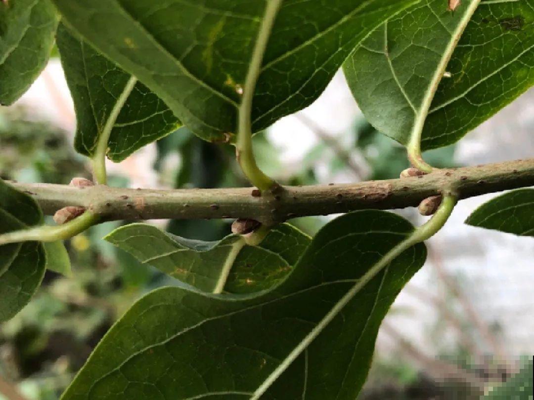 天凉了，9种花不能修剪，剪了以后不开花！