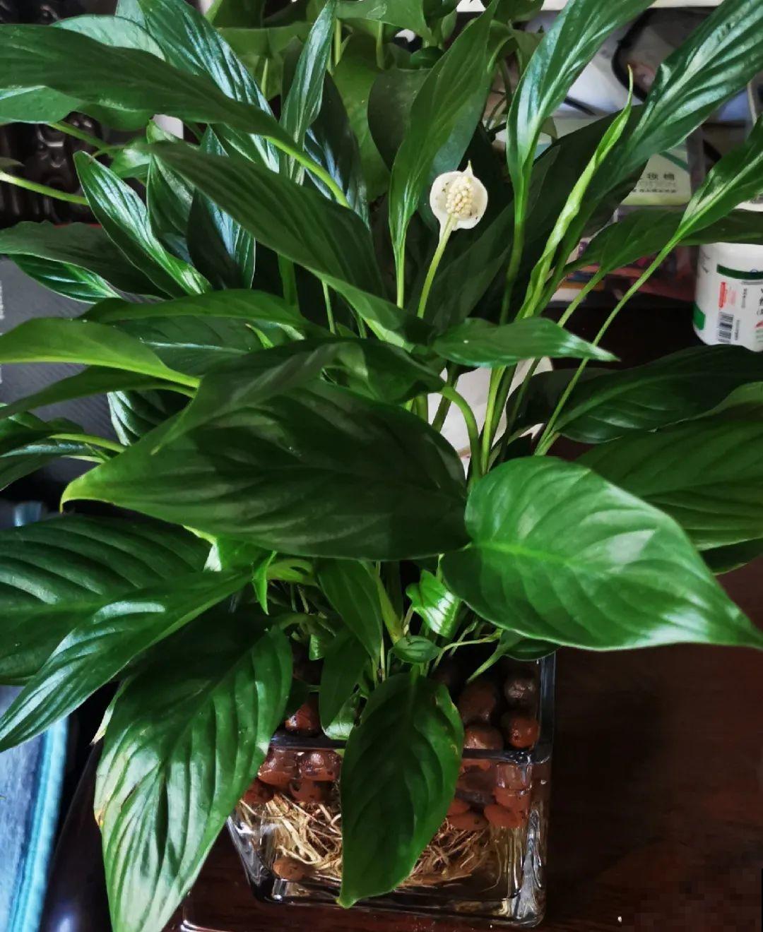 6种花水培更好,方便还干净,开花一串串 6种花水培更好,方便还干净,开花一串串