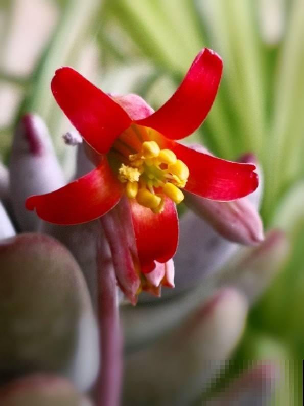 多肉开花还挺美,据说花败之后多肉必死,是真的吗? 多肉开花还挺美,据说花败之后多肉必死,是真的吗?