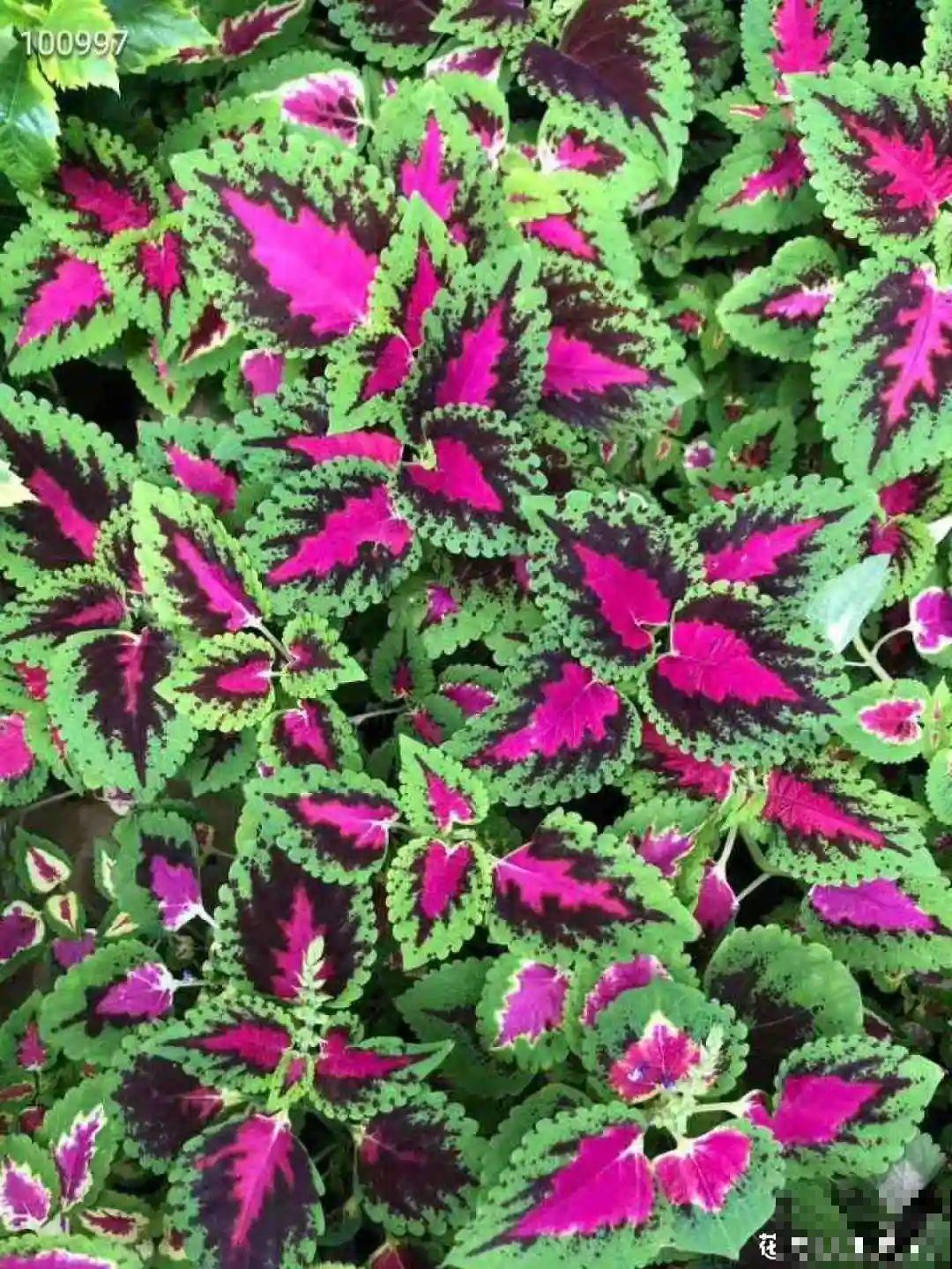 越晒越美的花，扔太阳底下晒着，红红的特好看！