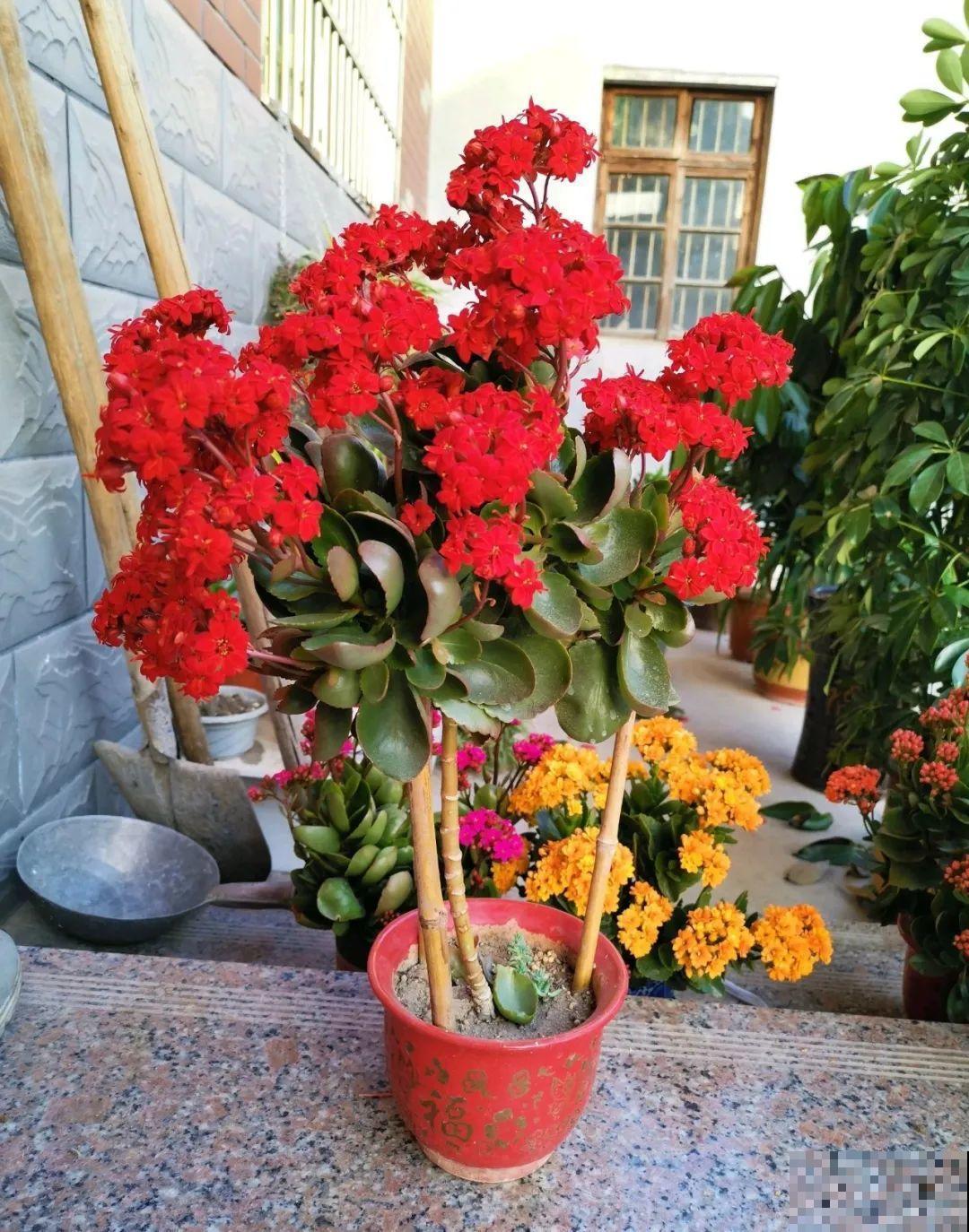 2种花组合起来养护，开花更多，满盆都是花