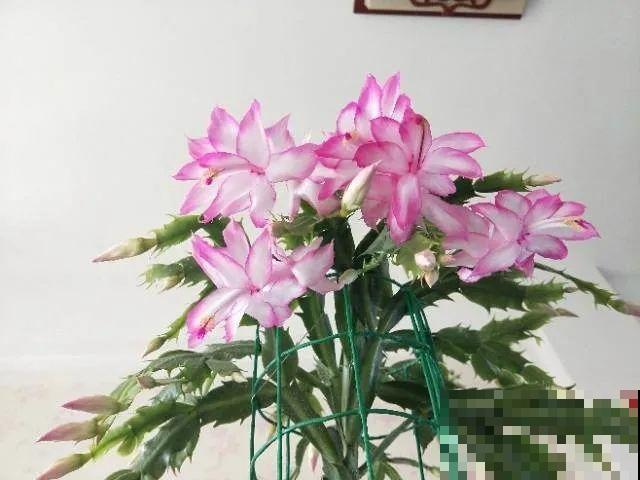 冬天就养耐阴花，没光也能开爆盆，扔角落自己疯长！