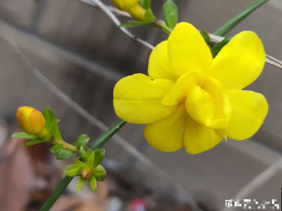 你在哪个城市，最适合养的花就是它！