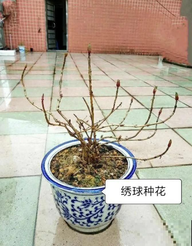 绣球生病，直接撸光叶、剪光头，反而长得旺！
