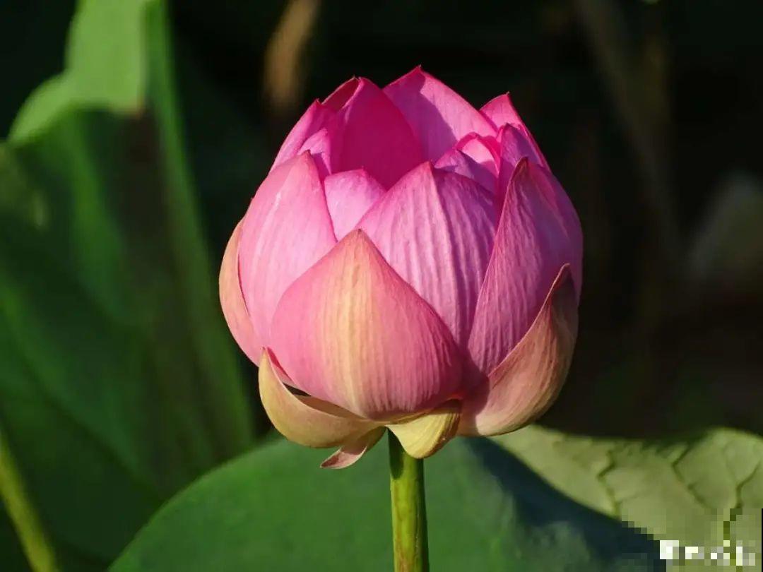 你在哪个城市，最适合养的花就是它！