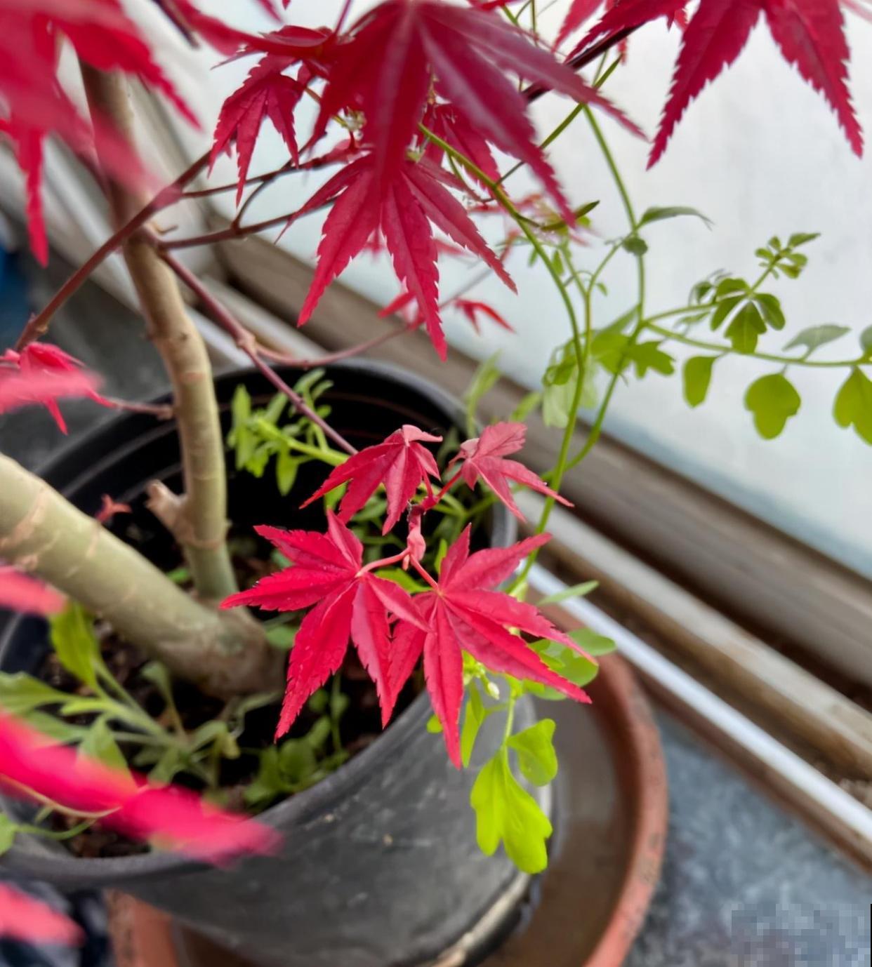 天冷了，花的叶子也能变色，一天一个样！