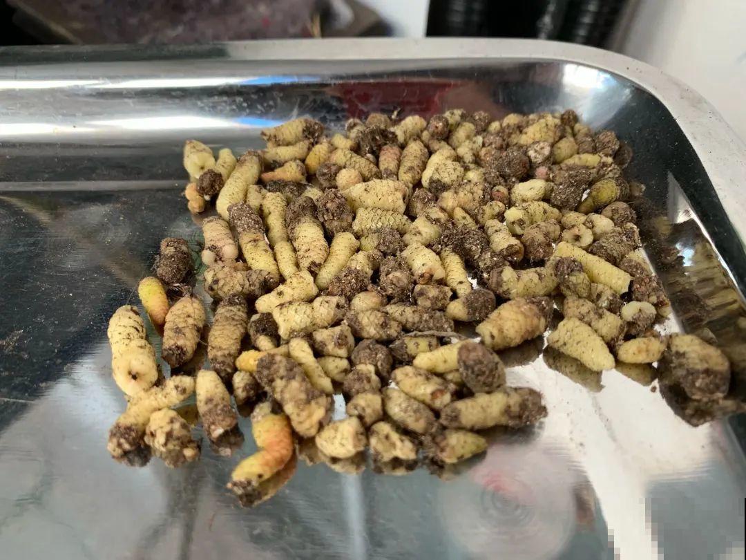 花盆里挖出一堆“蚕”，原来还能吃，味道清脆爽口