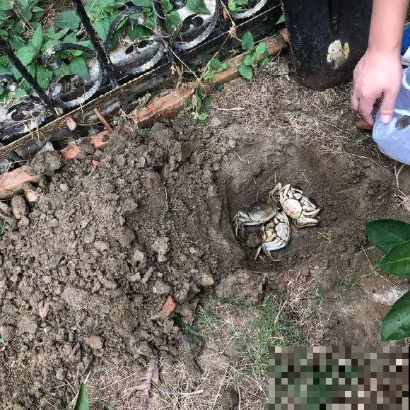 大螃蟹做花肥，秋天大补，花吃完就疯长了！