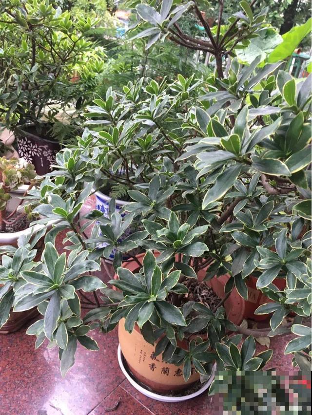 冬天养盆香水花，满屋子飘香，异味都赶跑了！