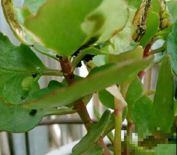 虫子再不杀，花都要死了，活不过今年！