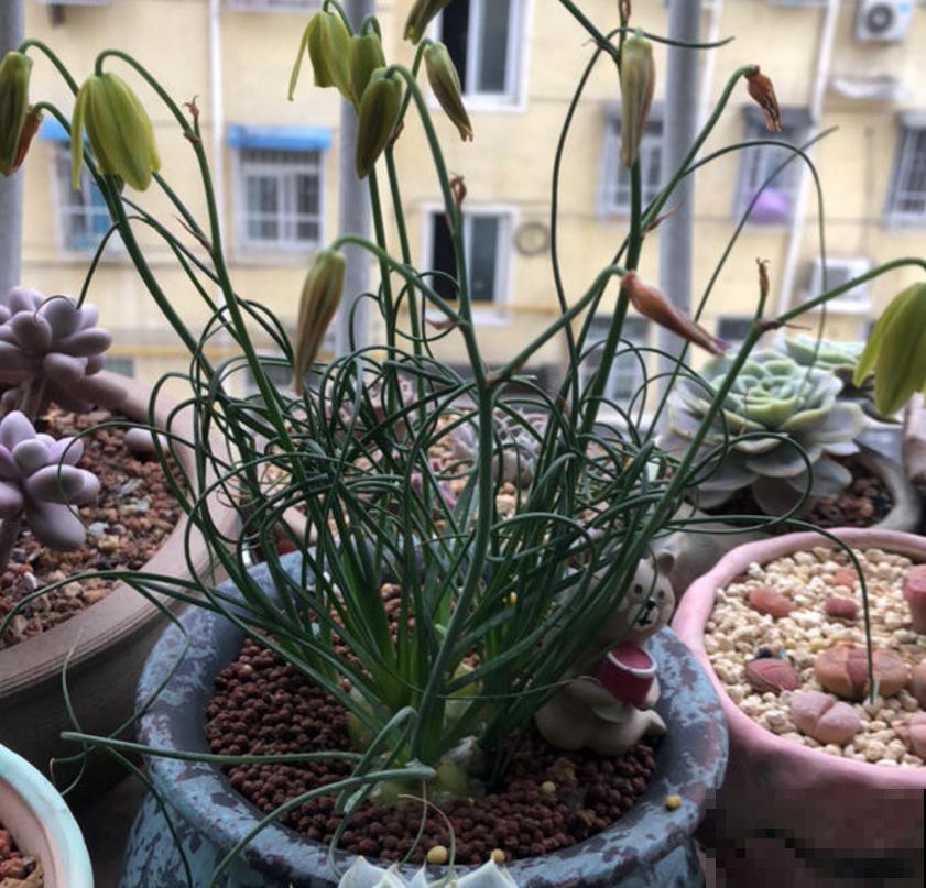 秋冬种盆弹簧草,不走寻常路,一头“卷发”特迷人! 秋冬种盆弹簧草,不走寻常路,一头“卷发”特迷人!