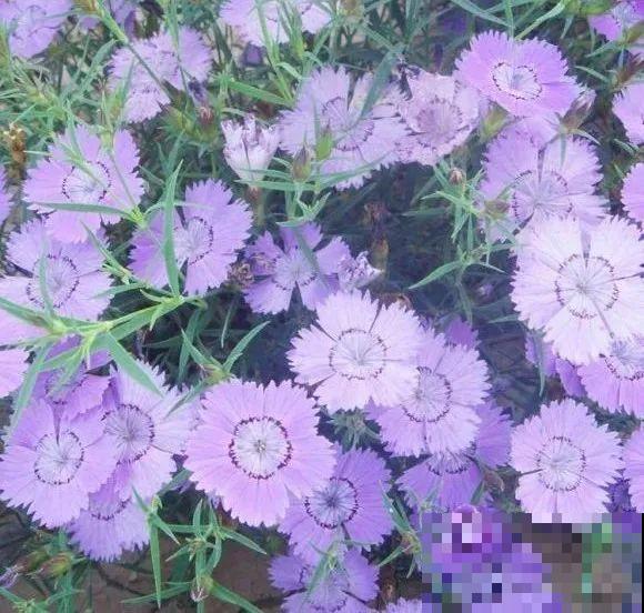 20种花特耐寒，放外面冻一冻，开花更多