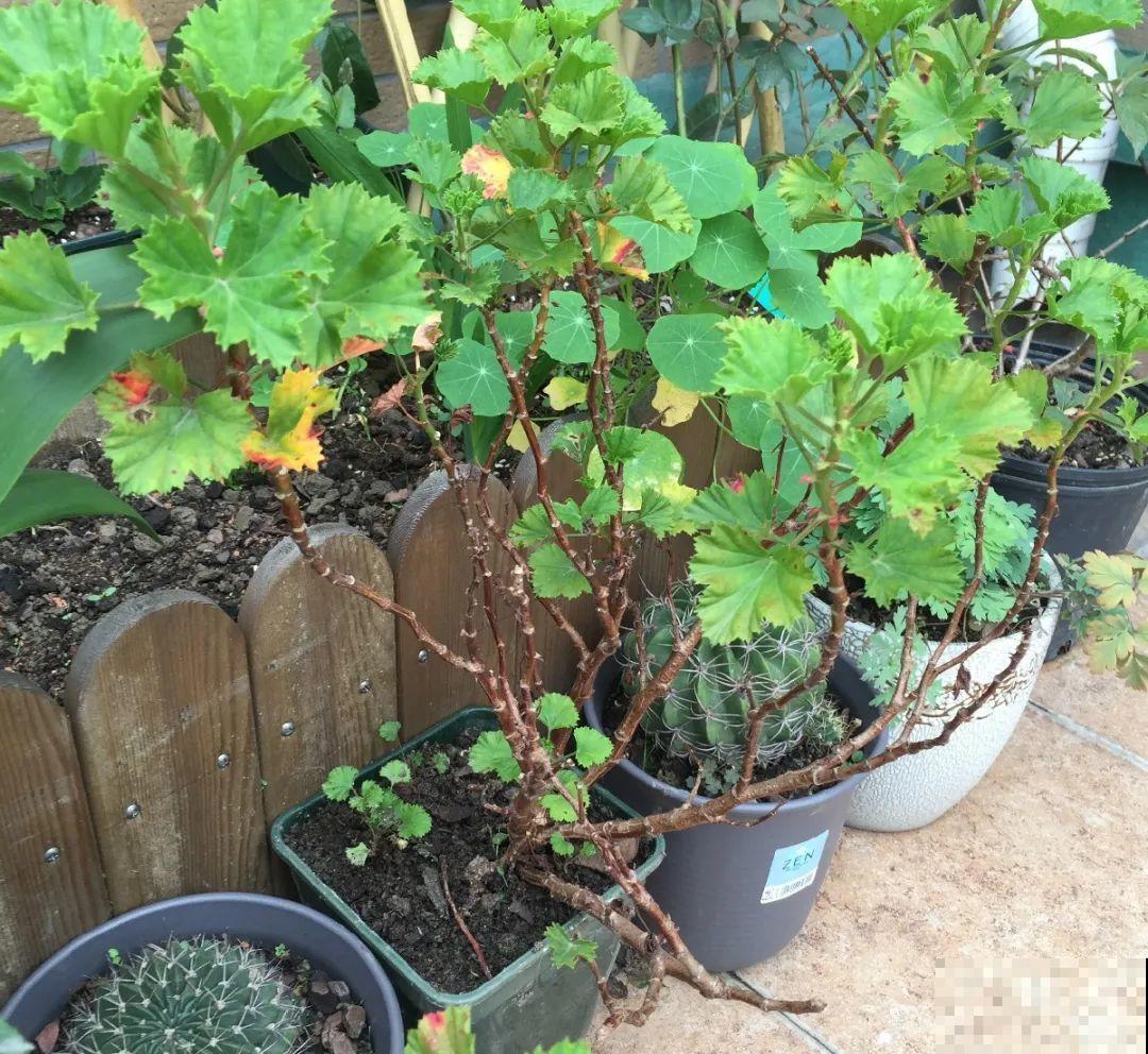 最大的长寿老桩,7年时间,养成盆景! 最大的长寿老桩,7年时间,养成盆景!