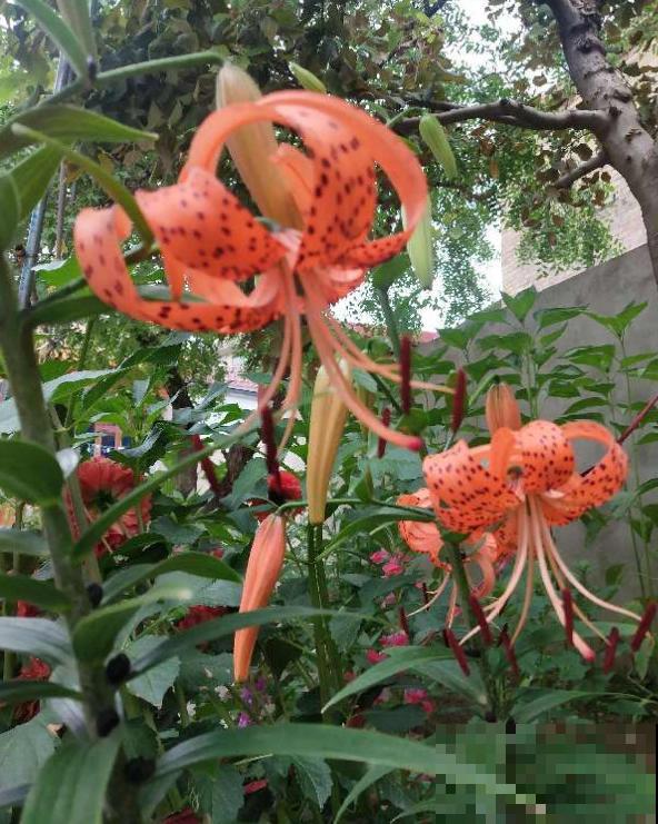 卷丹百合品性好，耐寒又耐热，怎么养都死不了！