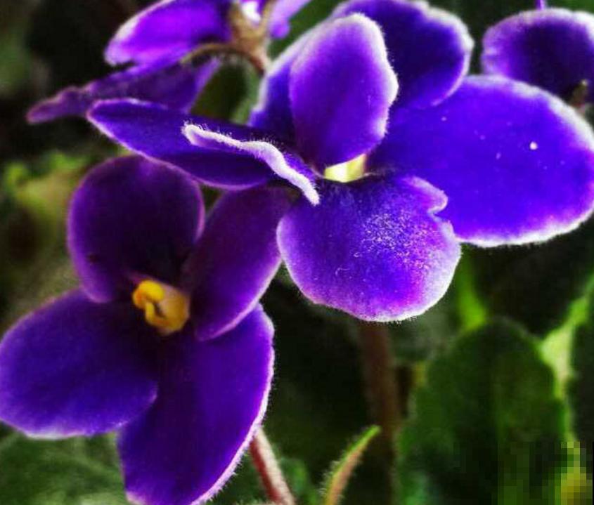 紫罗兰用处多，卧室放一盆，清新健康！