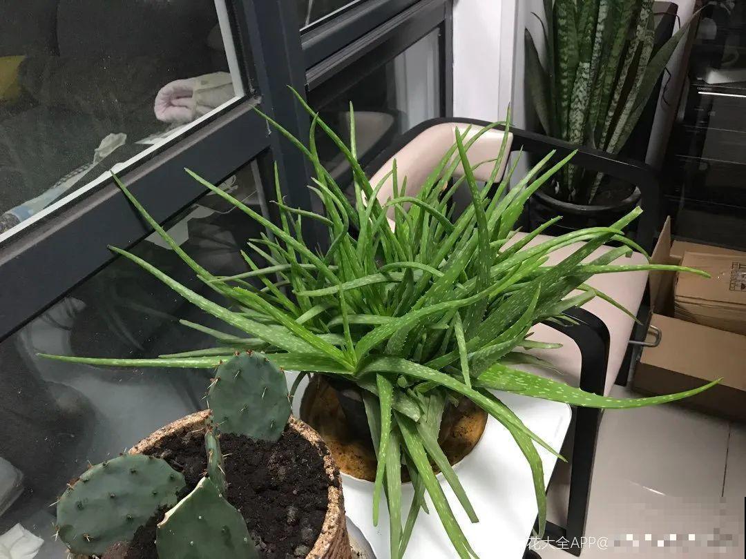 想省心就养这些花,没有病虫害,就爱开花! 想省心就养这些花,没有病虫害,就爱开花!