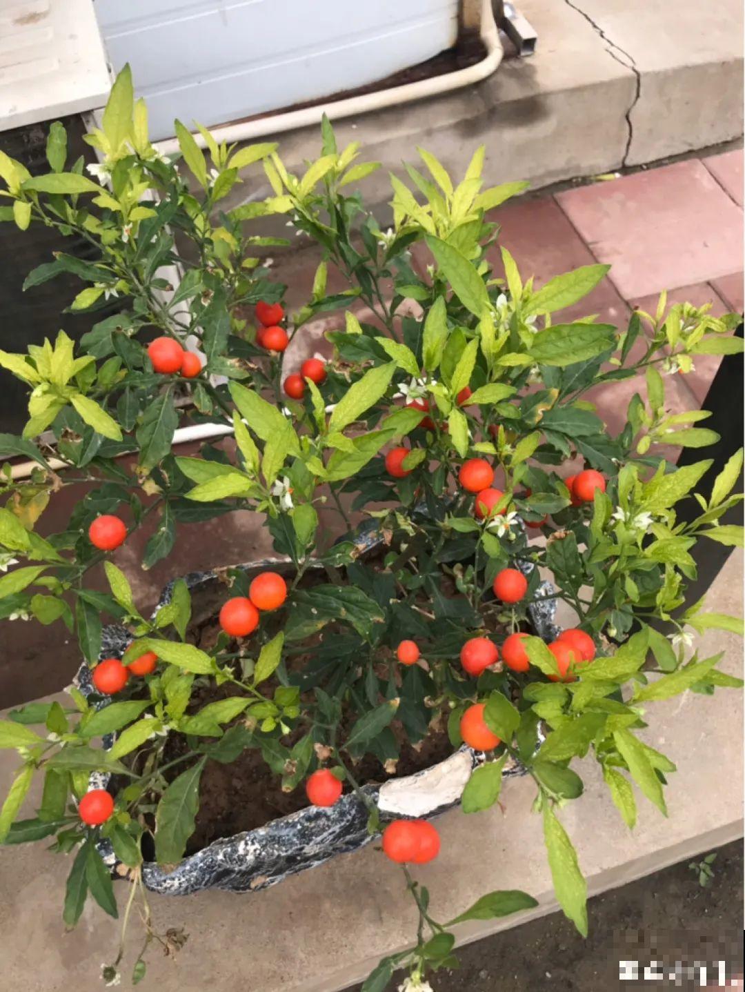 老祖宗留下来的养花谚语,真准! 老祖宗留下来的养花谚语,真准!