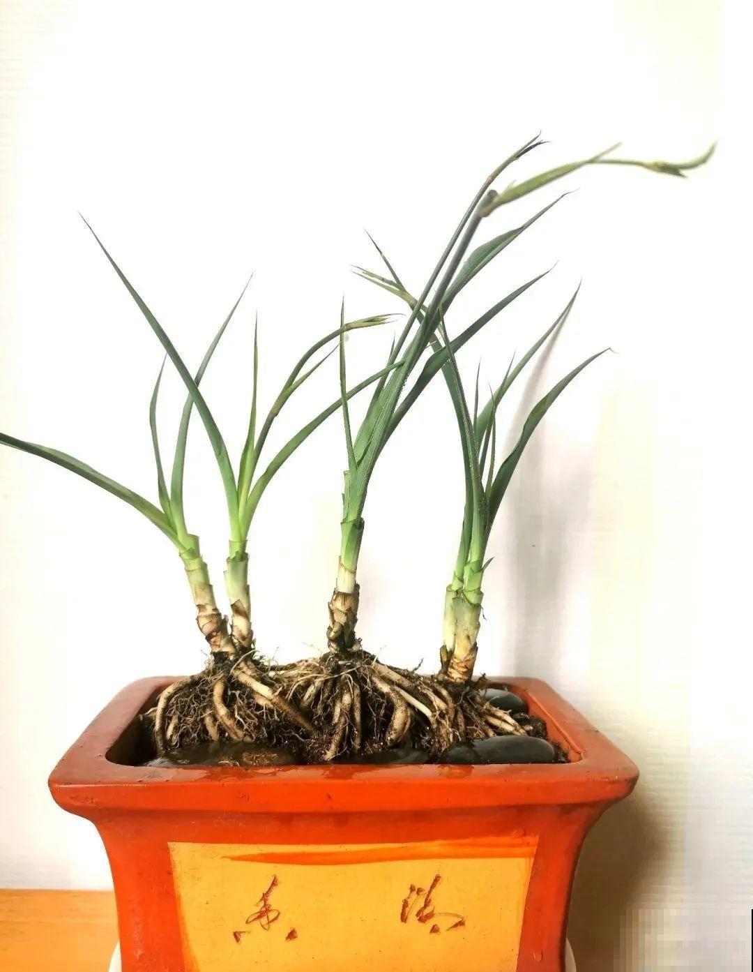 这种花就欠“拽”，没事拽拽根，变成老桩美到爆！