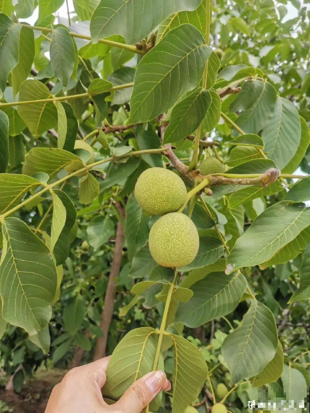 花盆里挖出一堆“蚕”，原来还能吃，味道清脆爽口