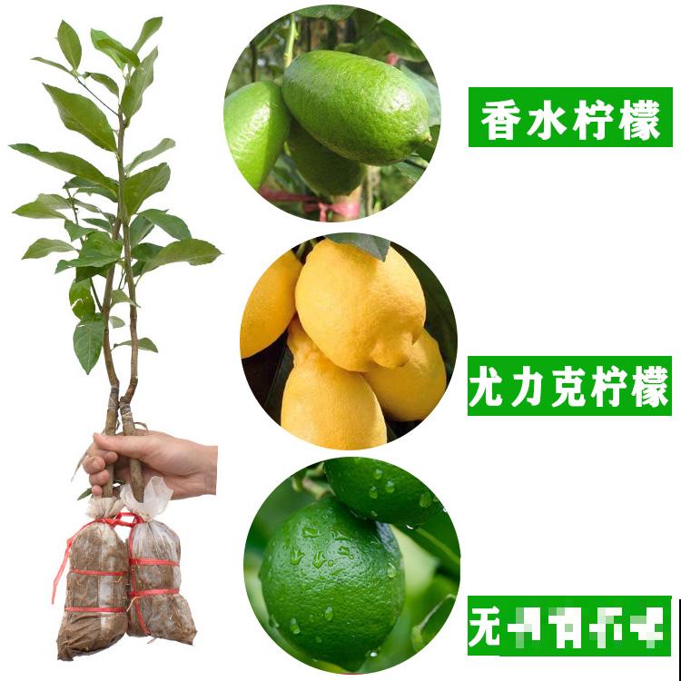 家里养盆金桔,枝头挂满“黄金果”,寓意还好 家里养盆金桔,枝头挂满“黄金果”,寓意还好