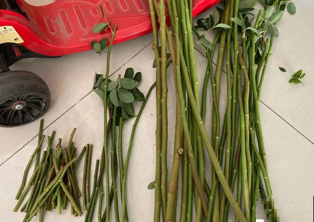 2种花组合起来养护，开花更多，满盆都是花