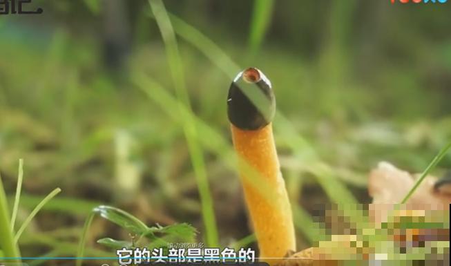 路边看到这种花，赶紧跑，离得越远越好！