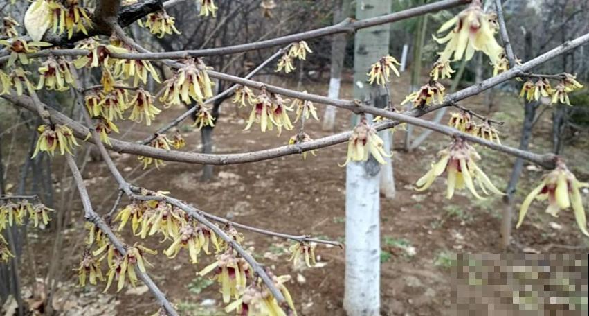 金缕梅不是梅，造型别致，美容护肤用处大！