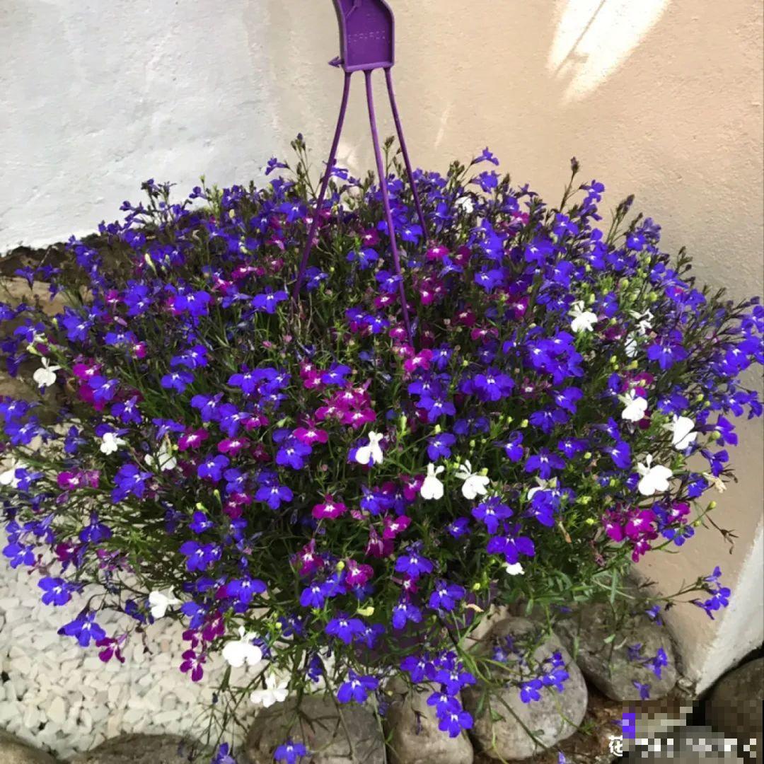 挂起来就能养的花,开花多不占地儿,家里能养100盆! 挂起来就能养的花,开花多不占地儿,家里能养100盆!