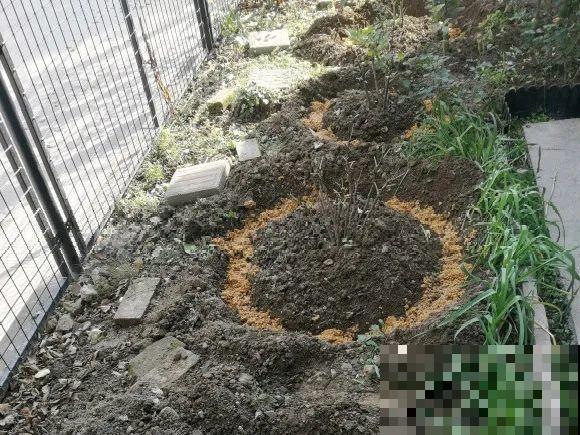 现在开始埋冬肥了,月季补一补,明年满枝爆花! 现在开始埋冬肥了,月季补一补,明年满枝爆花!