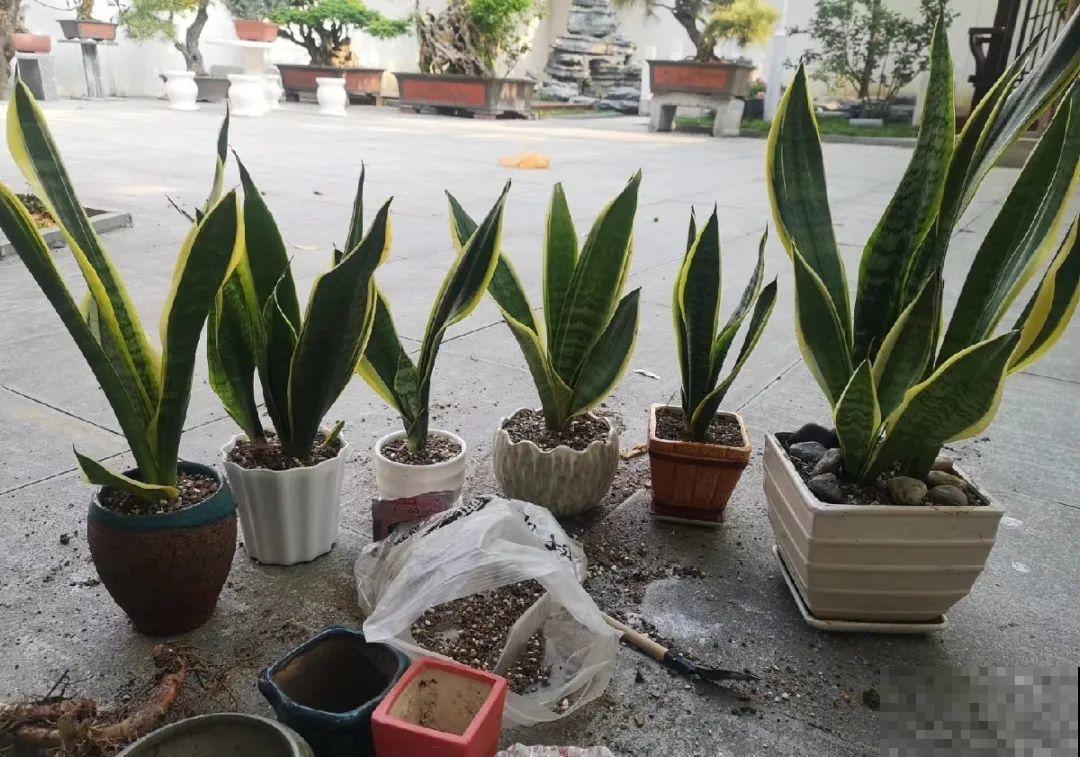 花上长了这个,再不换盆,就要憋死了! 花上长了这个,再不换盆,就要憋死了!