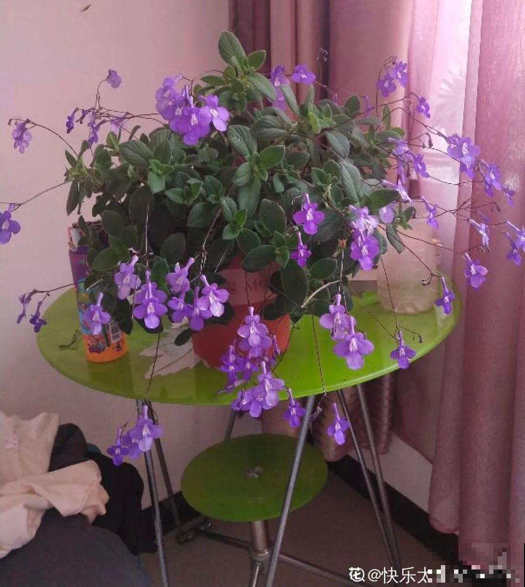 想省心就养这些花,没有病虫害,就爱开花! 想省心就养这些花,没有病虫害,就爱开花!