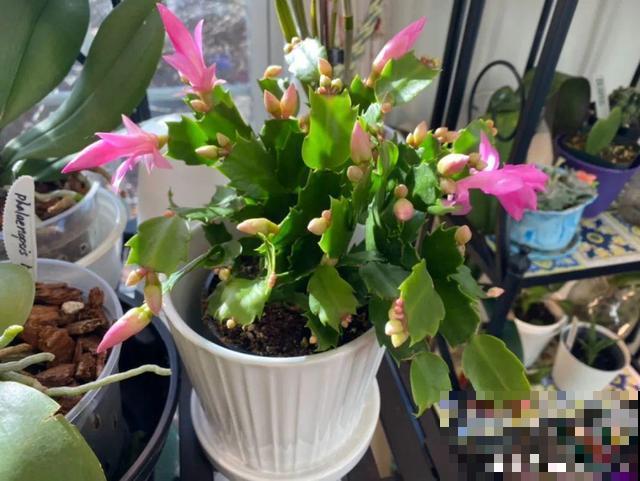 50种冬天开花植物,天冷了,照样冒花苞! 50种冬天开花植物,天冷了,照样冒花苞!