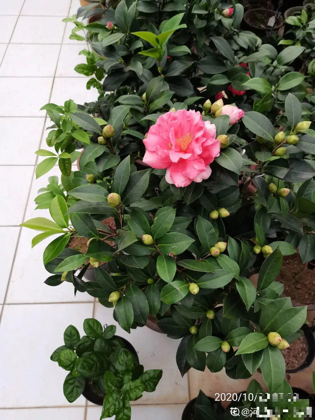 老祖宗留下来的养花谚语,真准! 老祖宗留下来的养花谚语,真准!