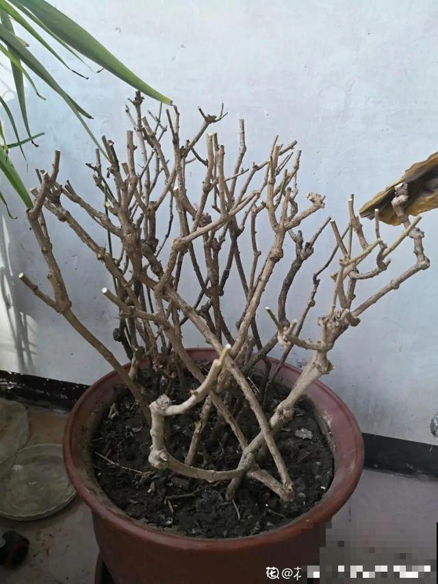 不长叶不长枝的花别买，都是骗人的，养不活浪费钱