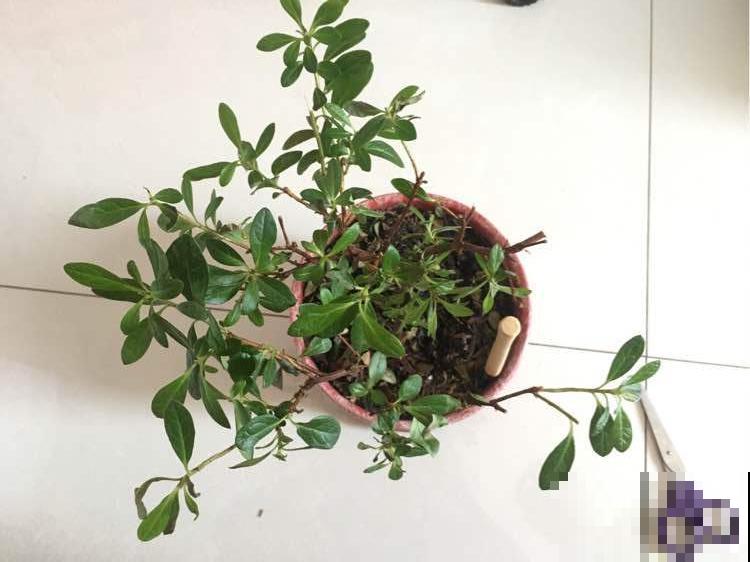 掉叶子第一名,10种花养成光杆,竟然还活着! 掉叶子第一名,10种花养成光杆,竟然还活着!