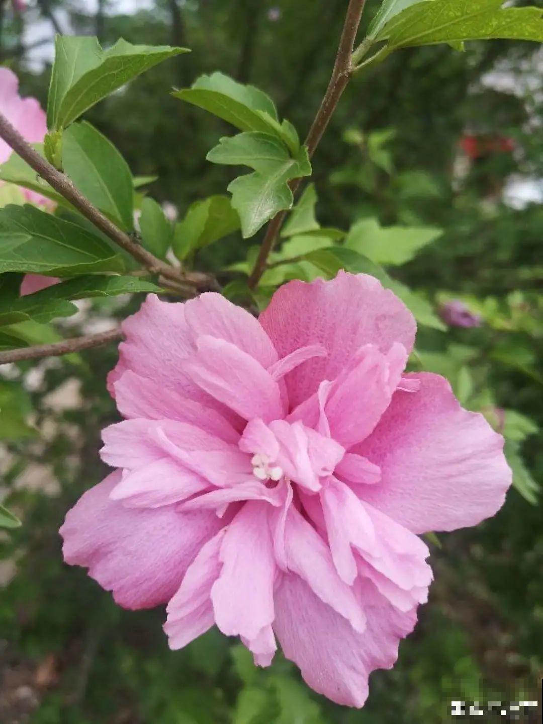十一赏花图谱，看了啥花都认识，不用问别人！