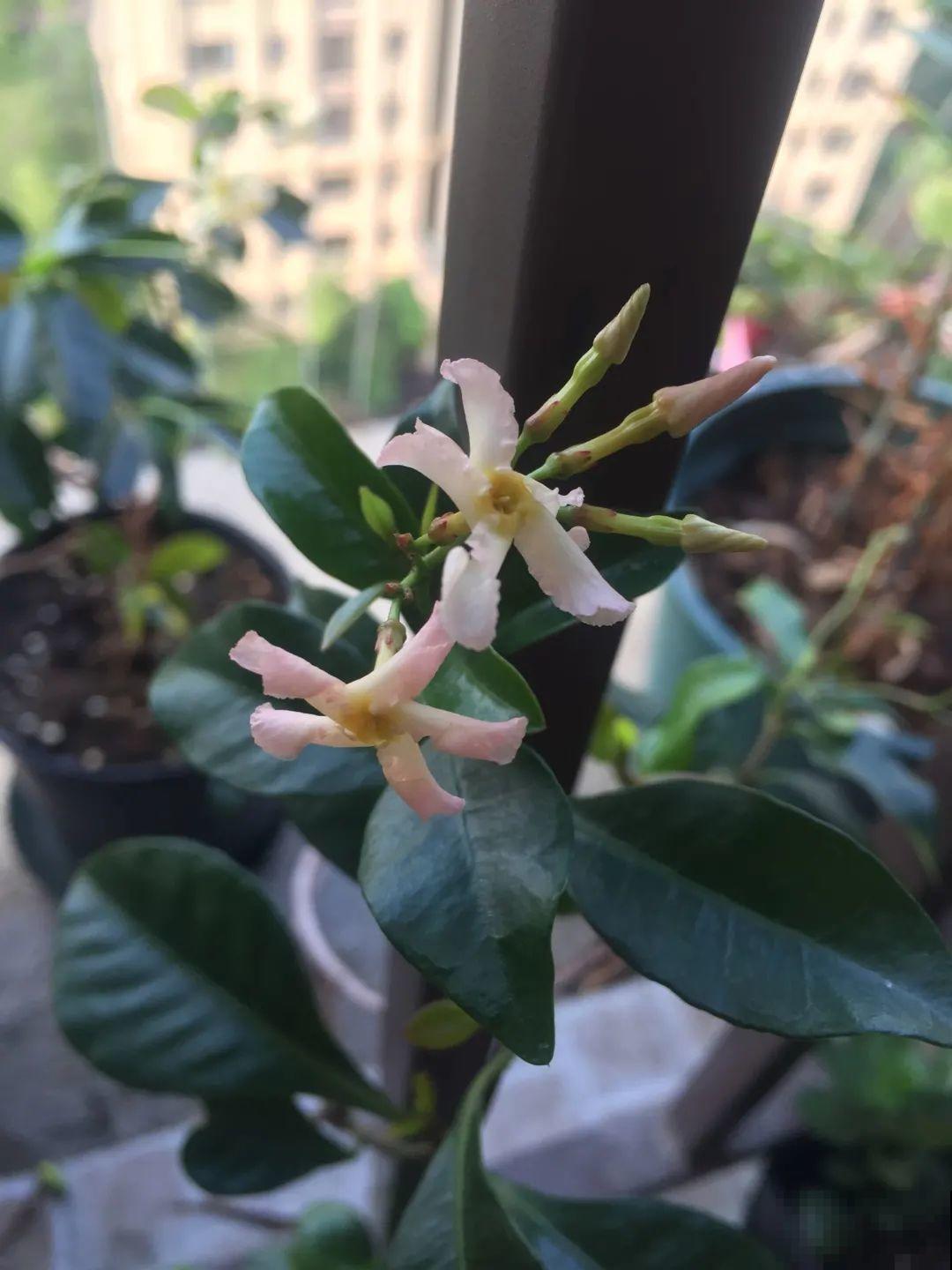 家里养盆香香花，1次开上一面墙，2年养成粉色花墙