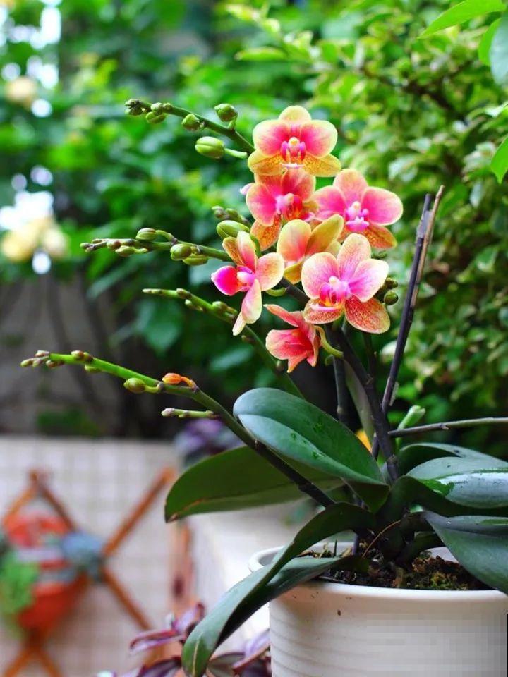 再穷也要养长寿花，寓意好、开花美，养人又养家！