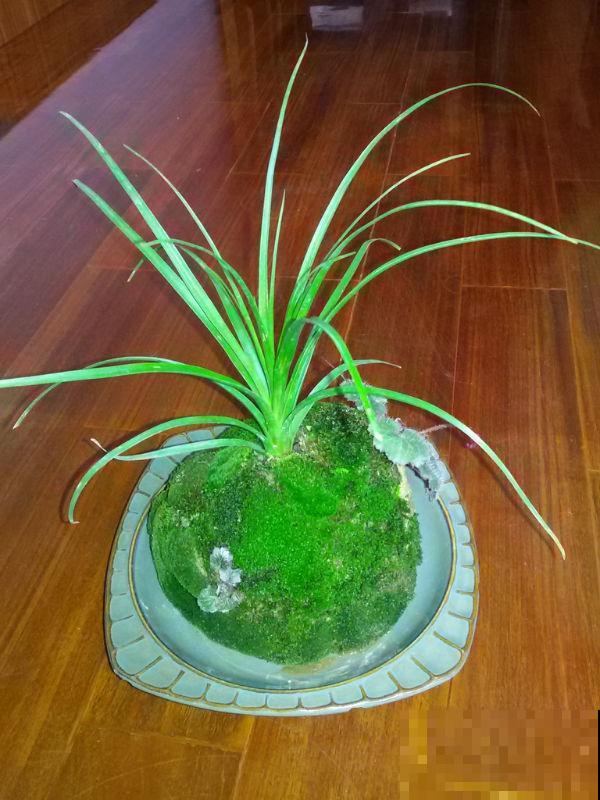 盆土表面撒点“粉末”,保暖又保湿,花长得格外好 盆土表面撒点“粉末”,保暖又保湿,花长得格外好