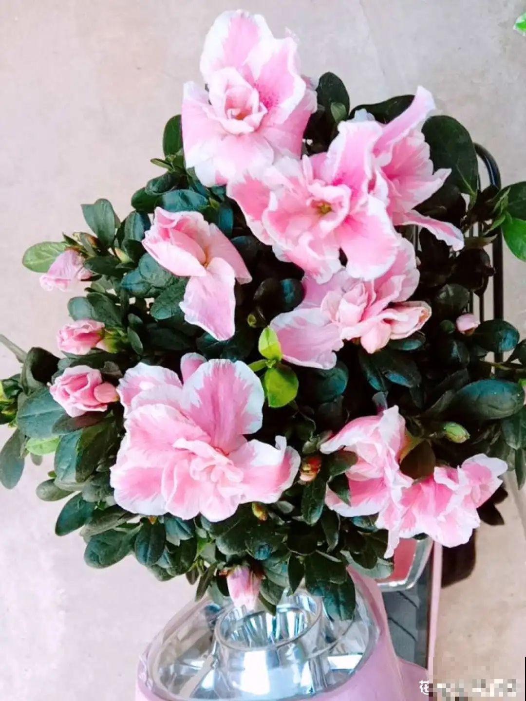 被拉进黑名单的花，再便宜也不买了，真浪费钱