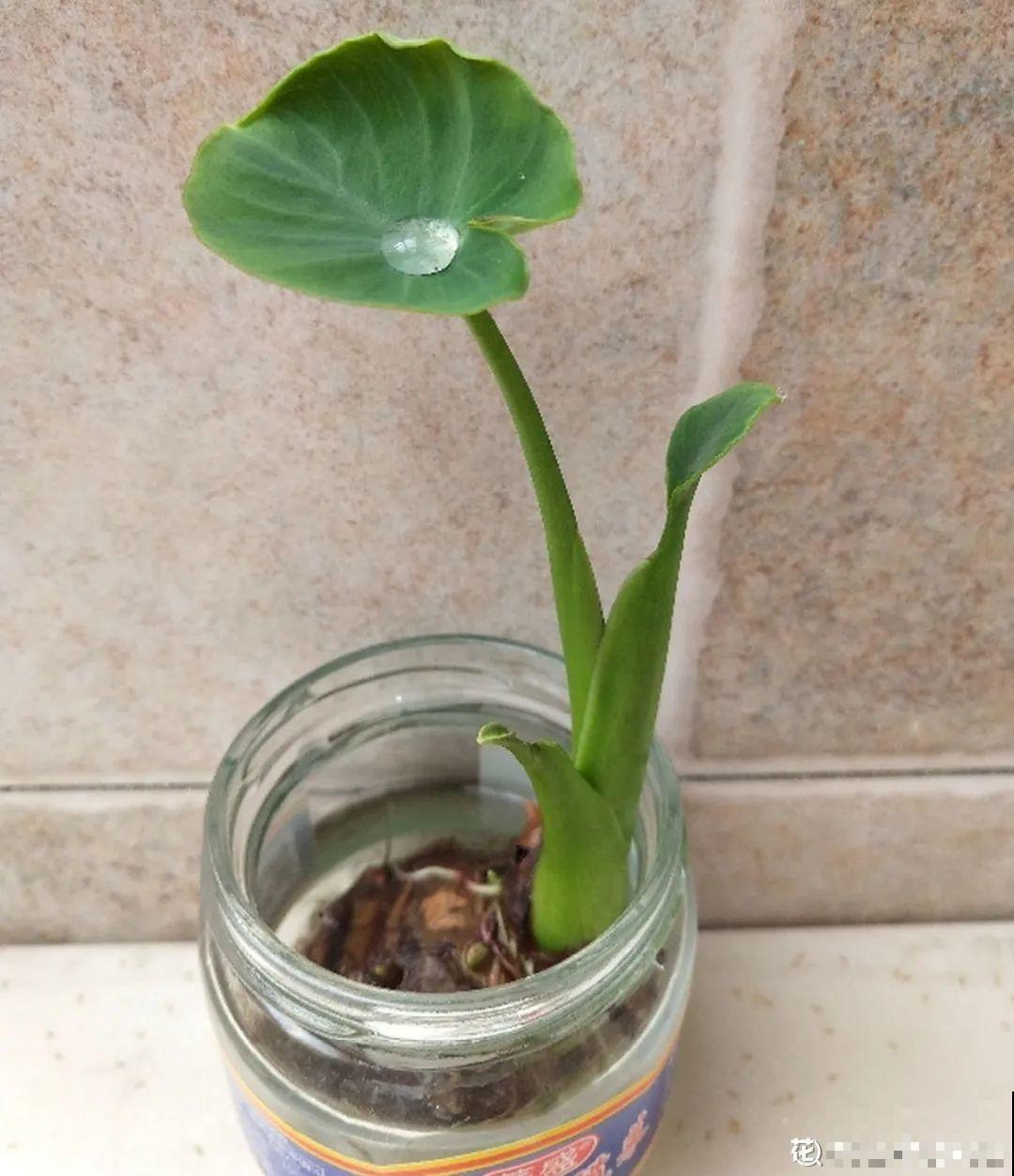 人参萝卜开花了,我种的花,都是这么奇奇怪怪! 人参萝卜开花了,我种的花,都是这么奇奇怪怪!