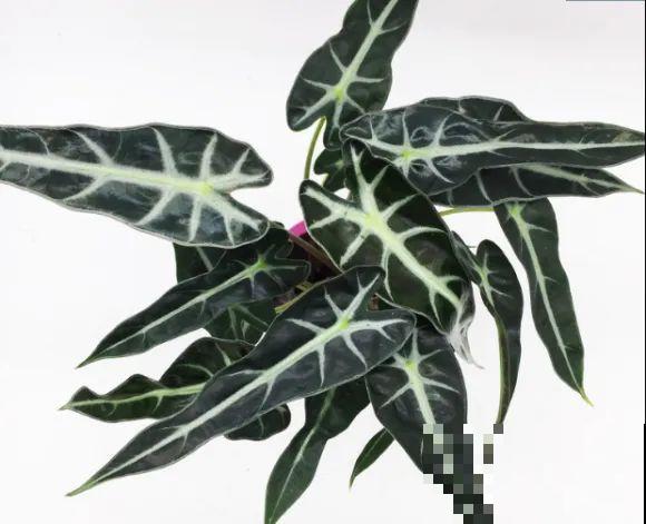 冬天就养耐阴花，没光也能开爆盆，扔角落自己疯长！