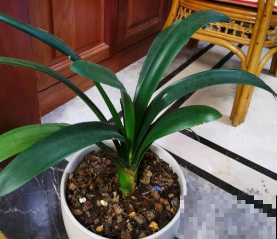 3种植物即将开花，花量大还特美丽，不入手很可惜！