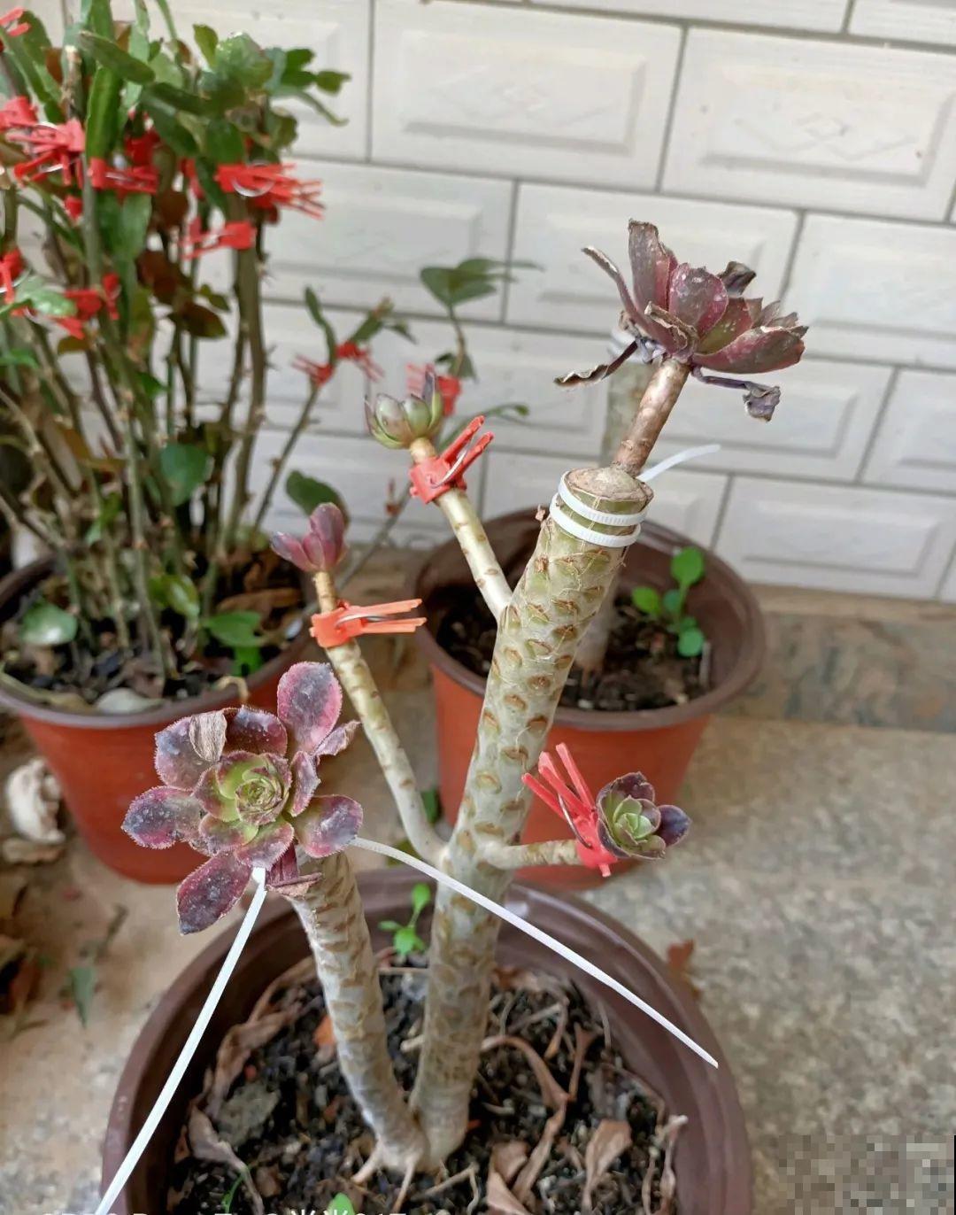 2种花组合起来养护，开花更多，满盆都是花