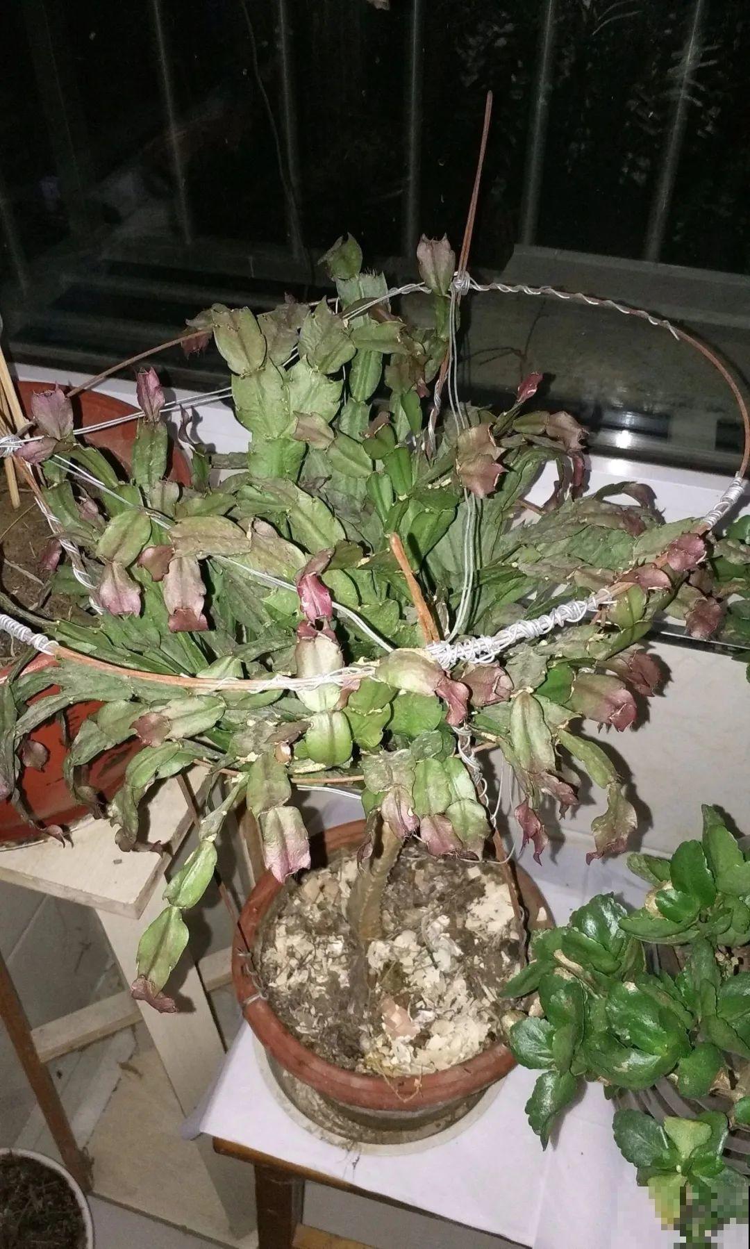 10种花少浇水，天冷容易涝根，旱一旱才长得旺