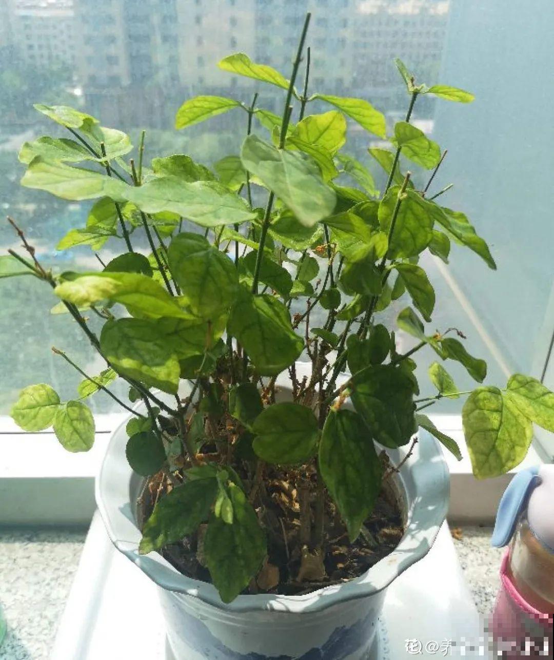 秋天特难养的花，养不活难受，还惹一肚子气！