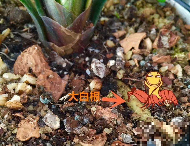 大螃蟹做花肥,秋天大补,花吃完就疯长了! 大螃蟹做花肥,秋天大补,花吃完就疯长了!