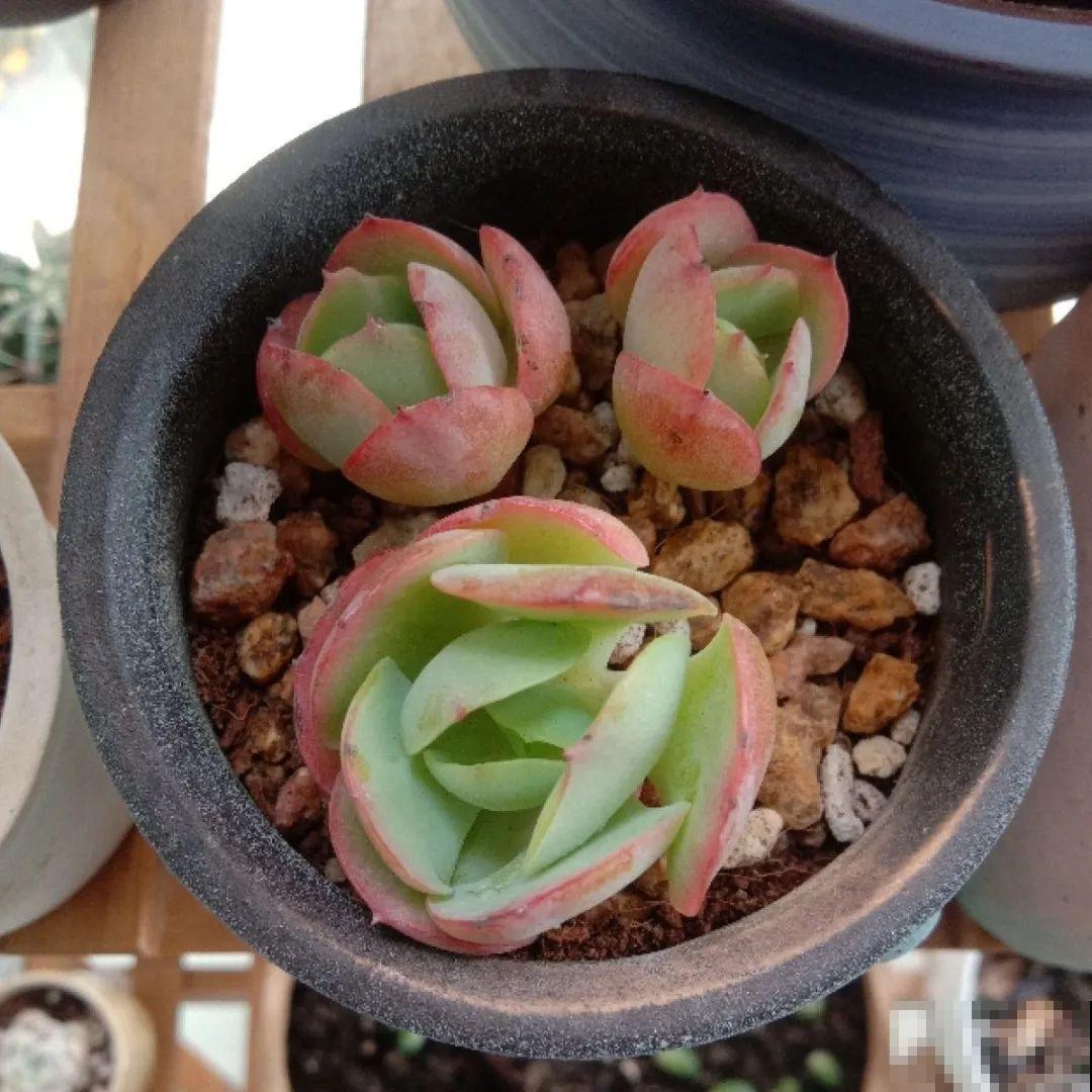 冬天休眠的花，你以为它死了，其实还活着！